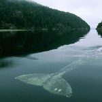 วาฬที่เหงาที่สุดในโลก